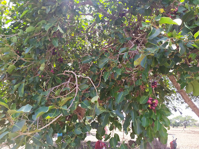 Wisata Kebun Juwet Lopang
